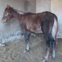 کره اسب|اسب و تجهیزات اسب‌سواری|قوچان, |دیوار