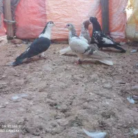 کفتر