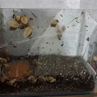 جوجه حلزون ۴ ماهه