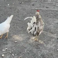 خروس گلین|حیوانات مزرعه|سرخنکلاته, |دیوار