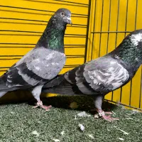 کبوتر پاکستانی