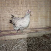 مرغ خانگی حدود ۶ ماه (تا دو،سه روز دیگه تخم میاد)|حیوانات مزرعه|یزد, |دیوار