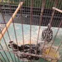 دوتا جوجه سبرایت|حیوانات مزرعه|اردکان, |دیوار