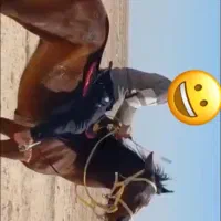 اسب مادیون ۸ ماه حامله