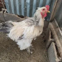 تعویض خروس براهما بلو لایت با مرغ برهما لایت