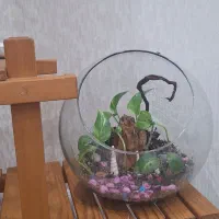 تراریوم بسیار زیبا|گل و گیاه طبیعی|بندر ماهشهر, |دیوار