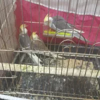 جفت عروس هلندی با جوجه