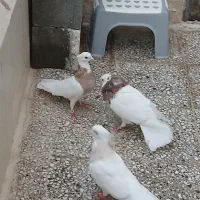 کبوتر طوقی