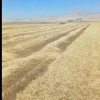 کولش