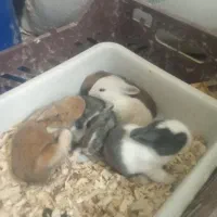 پرورش و فروش انواع نژاد بچه خرگوش هر رنگی