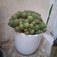 گل گلدان سالم