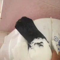 دو جفت کفتر خوب|پرنده|شیراز, کوشک میدان|دیوار