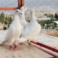 سه تا الماسی  دوتا نر یه ماده|پرنده|فسا, |دیوار