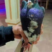 کبوترخوشرنگ سیاه