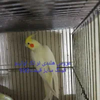 عروس هلندی جفت وتک قناری ومرغ عشق سالم وسلامت|پرنده|بهارستان, |دیوار