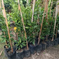 نهال پچ تامسون نارنگی ژاپنی نهال نارنج موجود