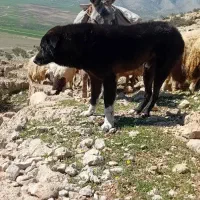 سگ دورگ پژدر