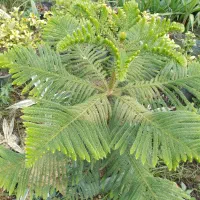 انواع گل حیاطی وداخل منزل|گل و گیاه طبیعی|رامسر, |دیوار