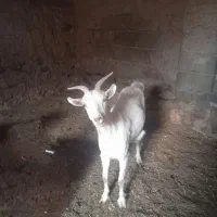 سه عددبزیکی الپاین یک جفت سانن ابست