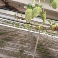 همکار جهت کار در گلخونه توت فرنگی