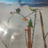 فروش مرغ عشق
