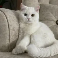 گربه
