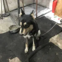 سگ هاسکی میکس ژرمن گرگ