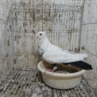 کبوتر کله سینه دم سفید دم سیاه طوقی|پرنده|شیروان (خراسان), |دیوار