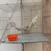 عروس هلندی سالم و سرحال