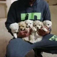 توله سگ مینیاطوری مدل به مدل