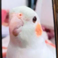 عروس هلندی گمشده