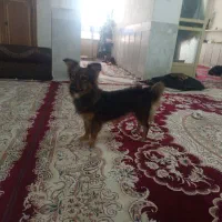 سگ نر|سگ|شیراز, رکنآباد|دیوار