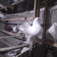 کبوتر.دم چتری.طاووسی