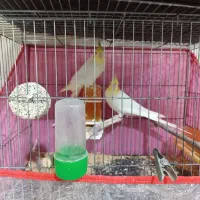 جفت عروس هلندی|پرنده|بردسکن, |دیوار