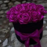 گل جاودان|گل و گیاه طبیعی|ساوه, |دیوار