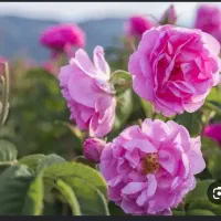 گل محمدی