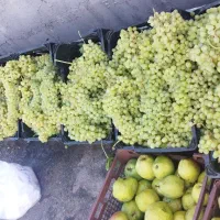 کشمش تازه و طبیعی  بار تاکستان محصول یکماه اخیر|خوردنی و آشامیدنی|اسلام‌شهر, شهرک سعیدیه|دیوار