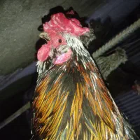 خروس گلین چهل تاج