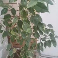گل بنجامین|گل و گیاه طبیعی|اهر, |دیوار