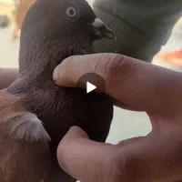 چند تا کبوتر