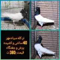 کفتر پلاکی، رنگی، مسافتی|پرنده|یزد, |دیوار