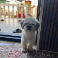 سگ پا کوتاه شیتزو|سگ|بم, |دیوار