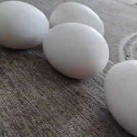 تخم مرغ محلی تازه تازه