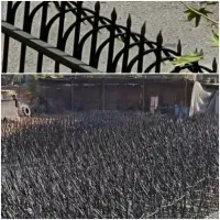 حفاظ شاخ گوزنی و نرده (باهرمبلغی) شروع ازمتری۳۵۰ت|مصالح و تجهیزات ساختمان|قم, نیروگاه|دیوار