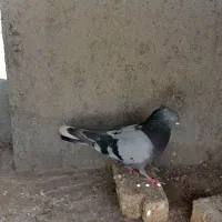 نر برجی چپردم