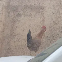 خروس و مرغ و ماهی زنده و جوجه لاری جوجه کردی سینم