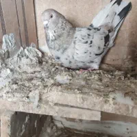 کفتر|پرنده|اردبیل, |دیوار