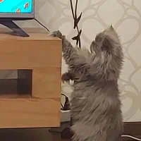 گربه اسکاتیش لانگ هیر|گربه|تهران, گلستان (شهرک راه آهن)|دیوار