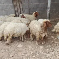 گوسفند .قوچ