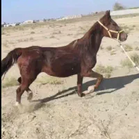 مادیان فروشی